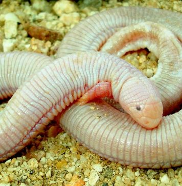 Айолот – мексиканская ящерица Айолот (Bipes biporus)