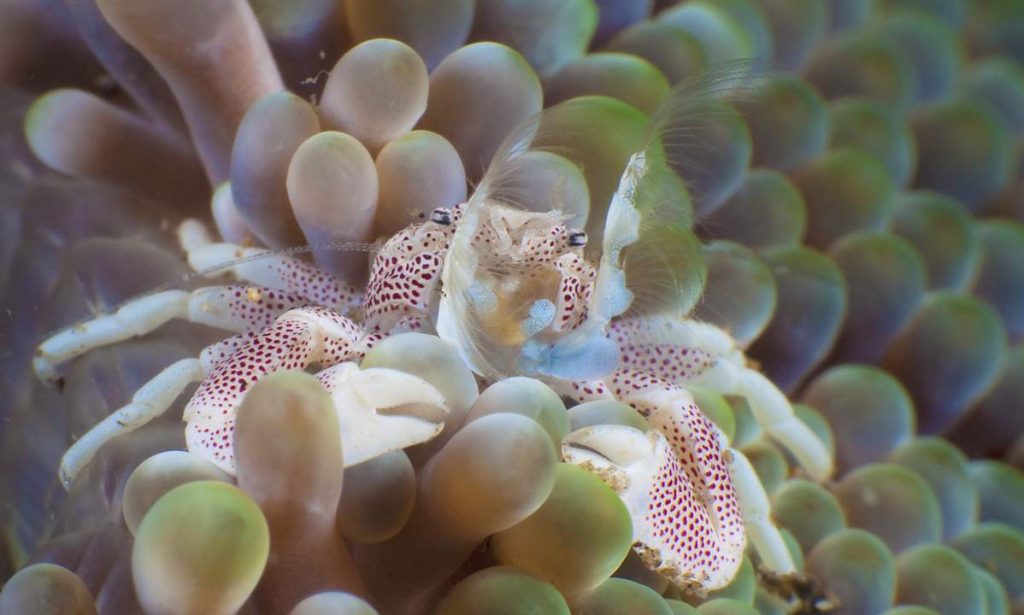 Анемоновый фарфоровый краб (Neopetrolisthes maculatus)