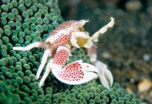 Анемоновый фарфоровый краб: фото, места обитания Анемоновый фарфоровый краб (Neopetrolisthes maculatus)