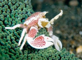 Анемоновый фарфоровый краб (Neopetrolisthes maculatus)