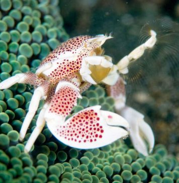 Анемоновый фарфоровый краб: фото, места обитания Анемоновый фарфоровый краб (Neopetrolisthes maculatus)