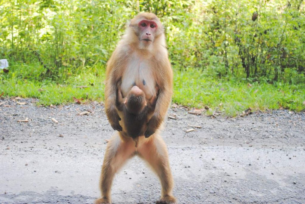 Ассамский макак (Macaca assamensis) 