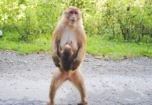 Ассамский макак – горный примат Ассамский макак (Macaca assamensis)