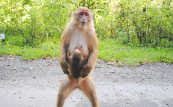 Ассамский макак – горный примат Ассамский макак (Macaca assamensis)