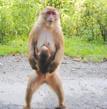 Ассамский макак – горный примат Ассамский макак (Macaca assamensis)