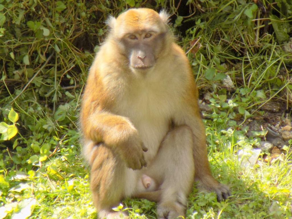 Ассамский макак (Macaca assamensis) 