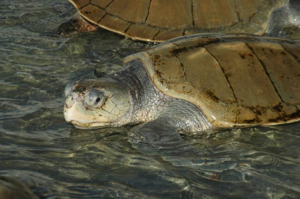 Атлантическая ридлея (Lepidochelys kempii)