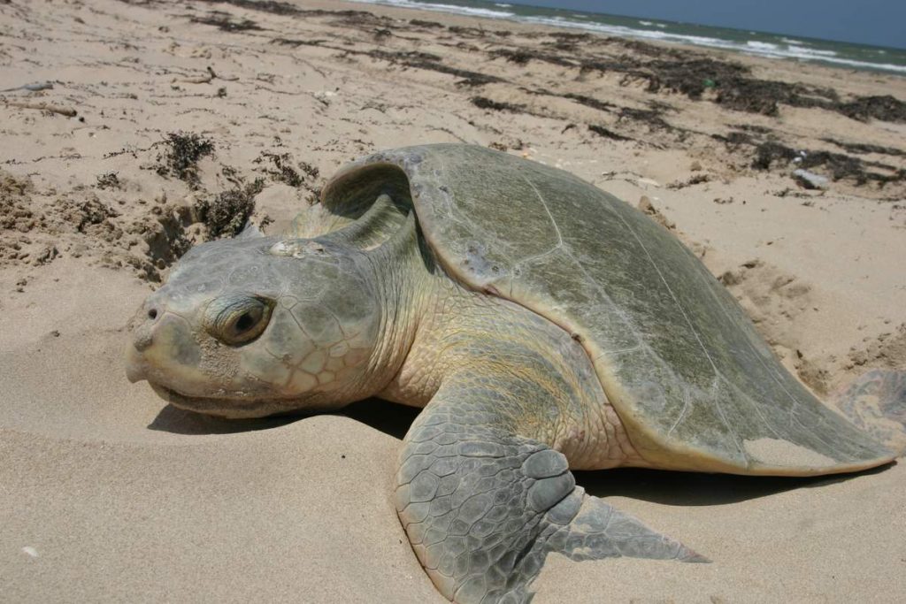 Атлантическая ридлея (Lepidochelys kempii)