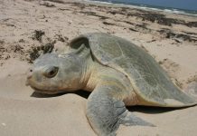 Атлантическая ридлея – маленькая рептилия Атлантическая ридлея (Lepidochelys kempii)