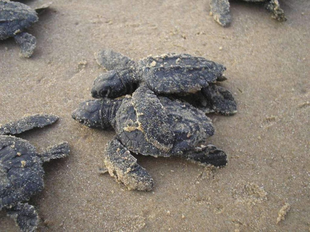 Атлантическая ридлея (Lepidochelys kempii)