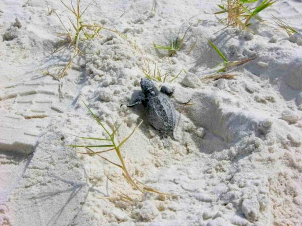 Атлантическая ридлея (Lepidochelys kempii)