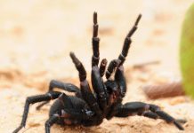 Сиднейский воронковый паук – смертельно опасен! Atrax robustus