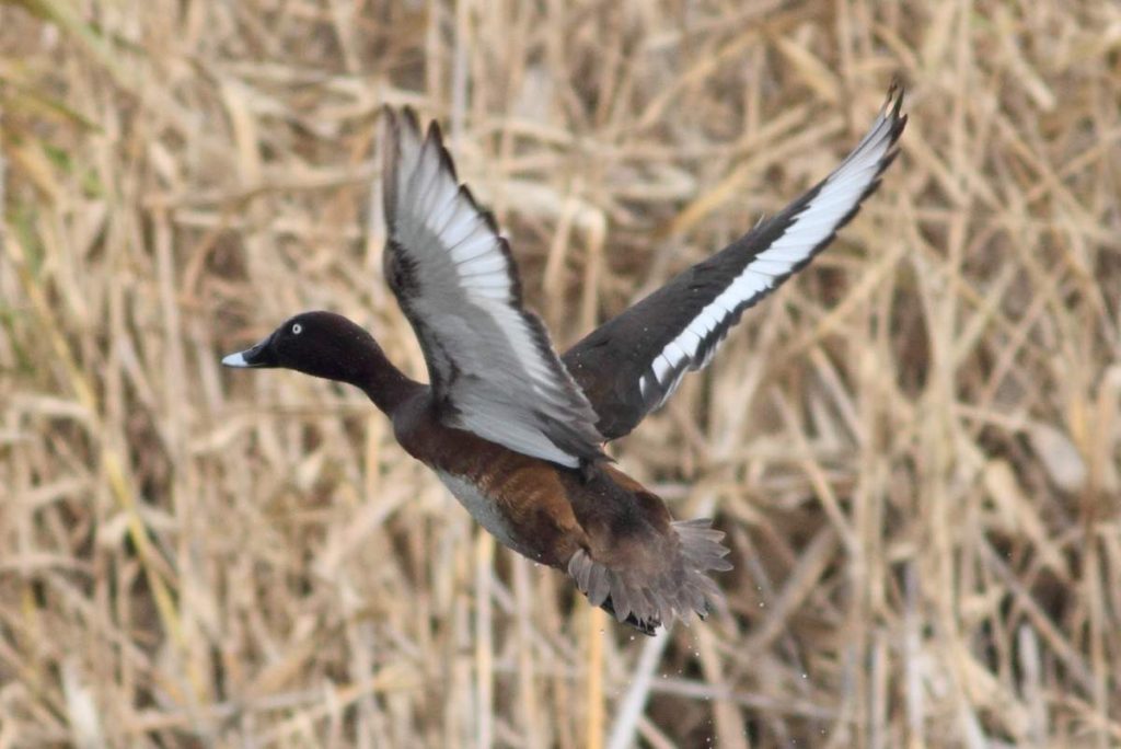 Австралийская чернеть (Aythya australis)