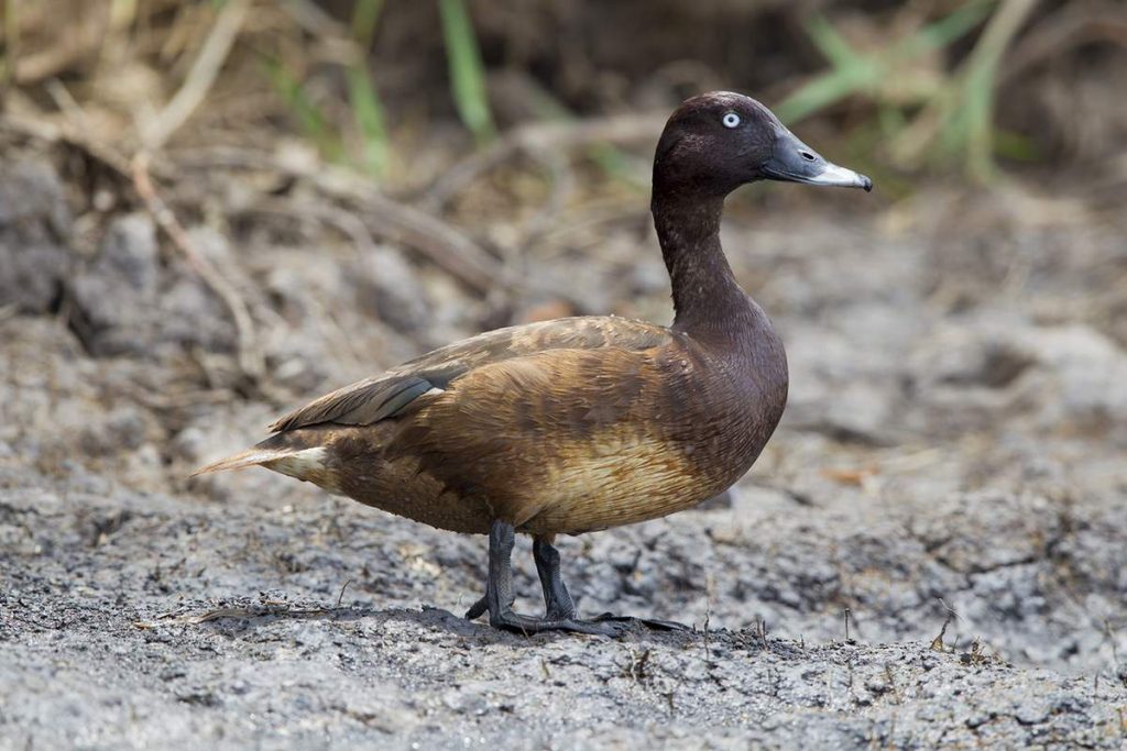 Австралийская чернеть (Aythya australis)