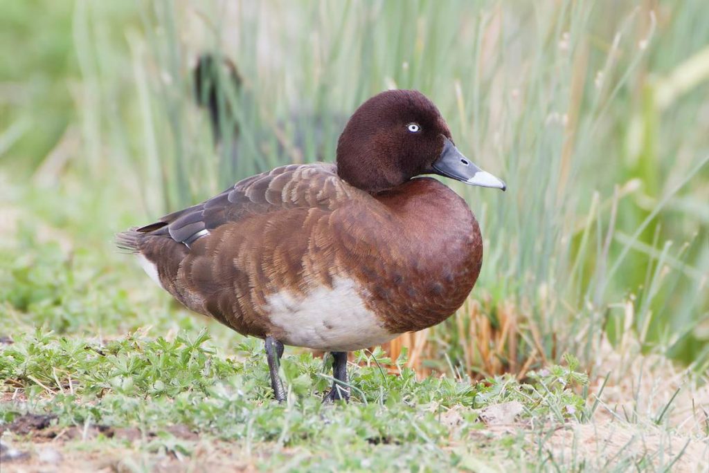 Австралийская чернеть (Aythya australis)