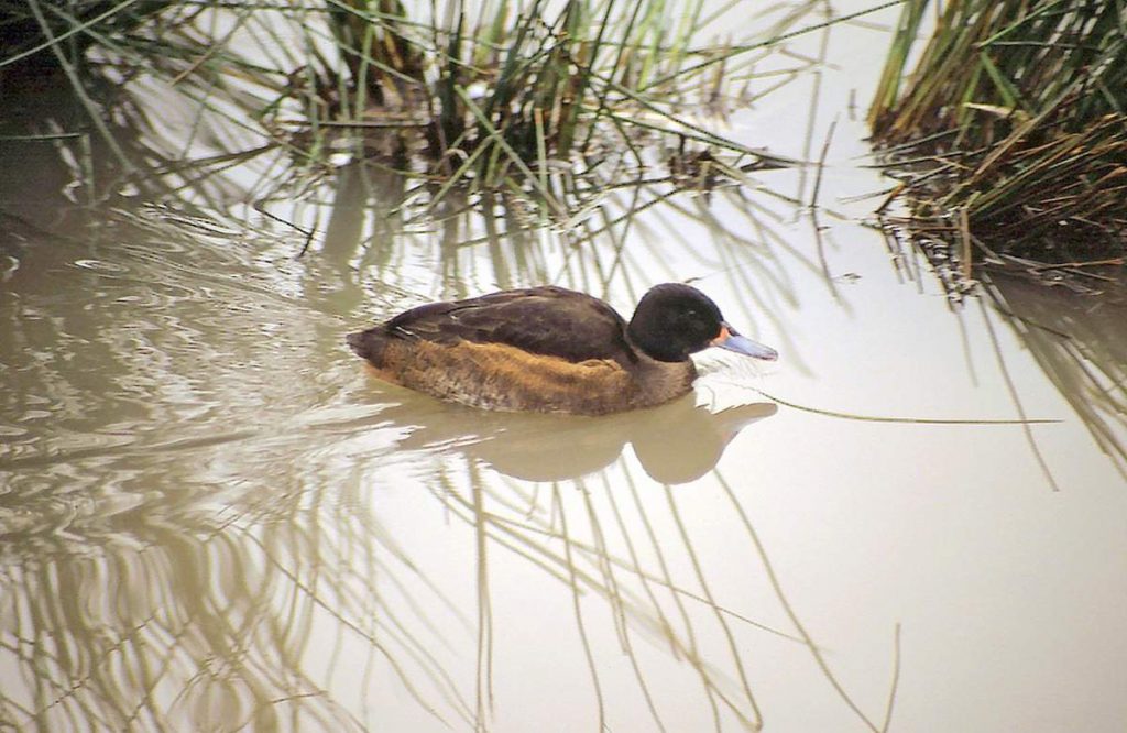 Черноголовая утка (Heteronetta atricapilla)