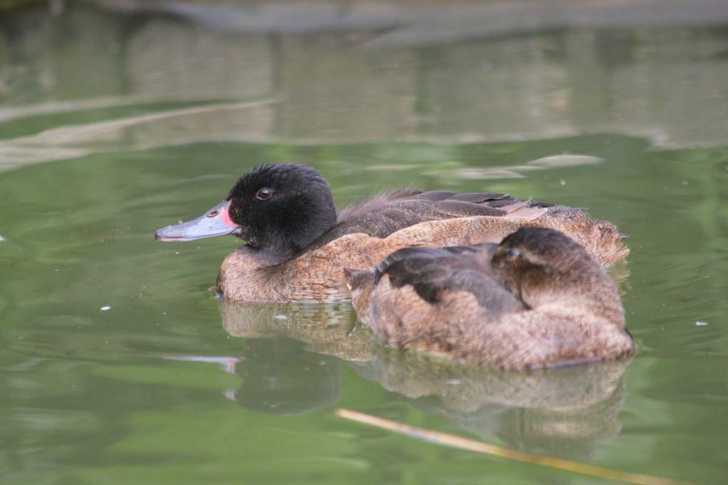 Черноголовая утка (Heteronetta atricapilla)