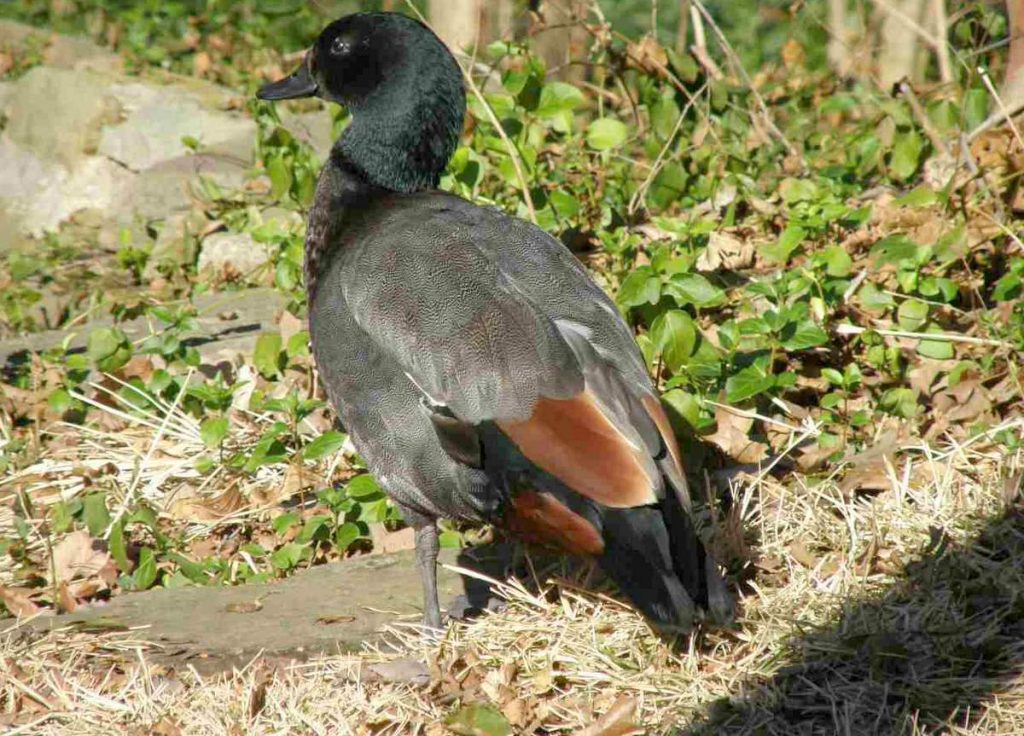 Черноголовая утка (Heteronetta atricapilla)