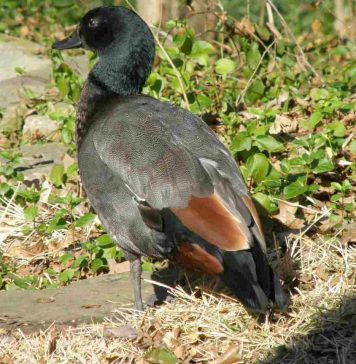 Черноголовая озерная утка Черноголовая утка (Heteronetta atricapilla)