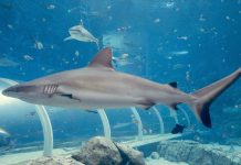 Серая белоперая акула: фото хищницы Cерая белоперая акула (Carcharhinus albimarginatus)