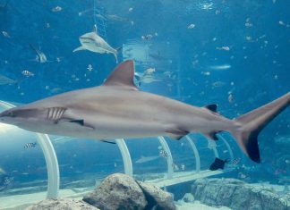 Серая белоперая акула: фото хищницы Cерая белоперая акула (Carcharhinus albimarginatus)