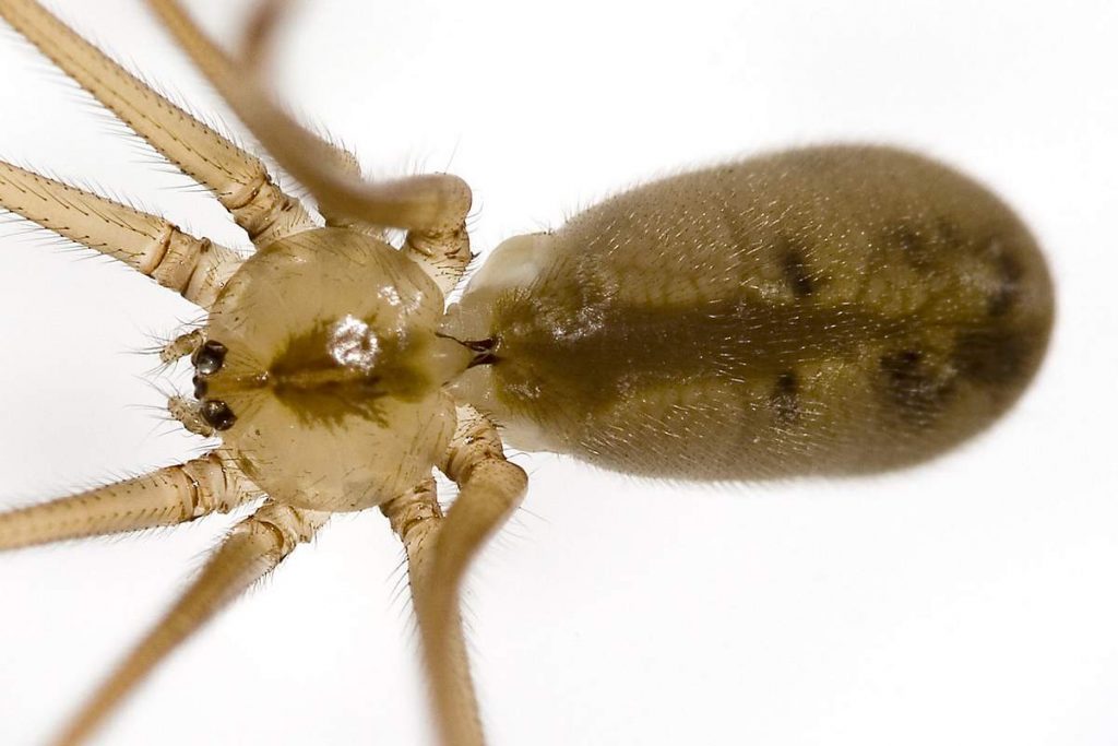 Фаланговидный фолькус (Pholcus phalangioides) 