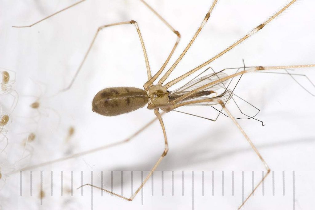 Фаланговидный фолькус (Pholcus phalangioides) 