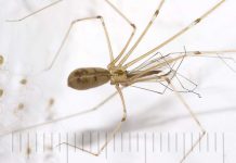 Фаланговидный фолькус – «домашнее» животное Фаланговидный фолькус (Pholcus phalangioides)