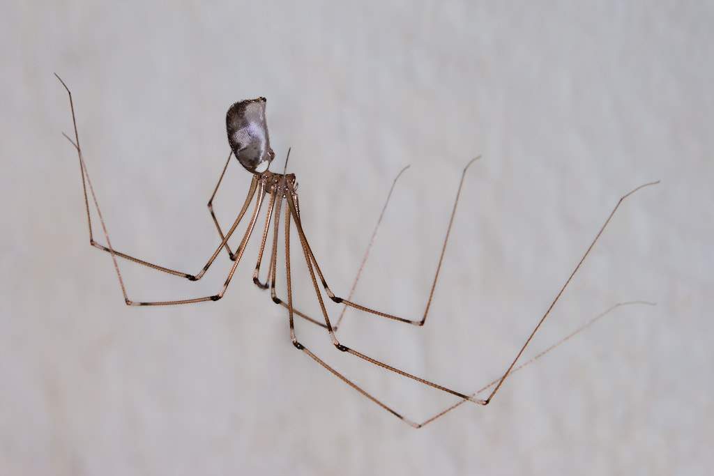 Фаланговидный фолькус (Pholcus phalangioides) 