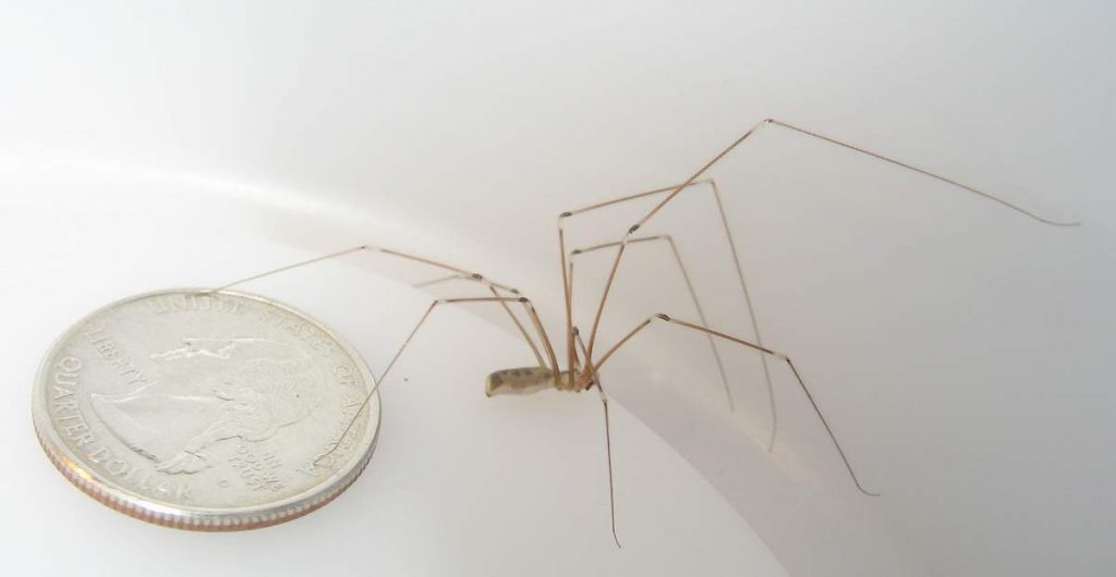 Фаланговидный фолькус (Pholcus phalangioides) 