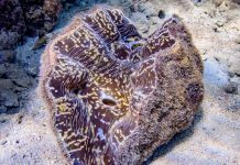 Фарфоровый моллюск с изысканной раковиной Фарфоровый моллюск (Hippopus porcellanus)