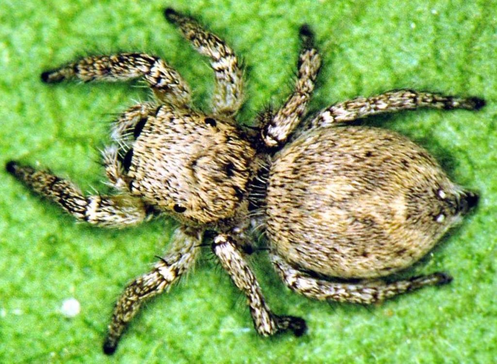 Габронат (Habronattus calcaratus)