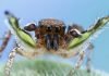 Габронат – паук из семейства скакунов Габронат (Habronattus calcaratus)