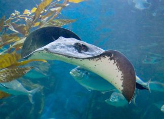 Гигантский пресноводный скат: фото, описание Гигантский пресноводный скат (Himantura polylepis