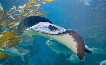 Гигантский пресноводный скат: фото, описание Гигантский пресноводный скат (Himantura polylepis