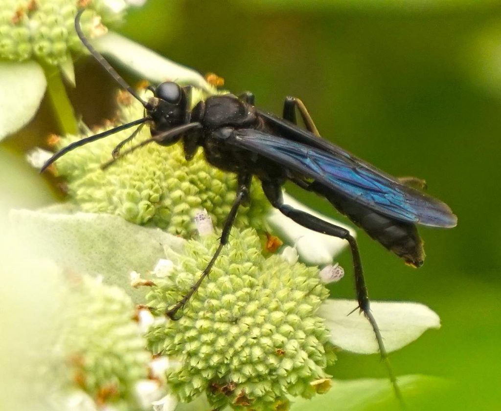 Голубая грязевая оса (Chalybion californicum) 