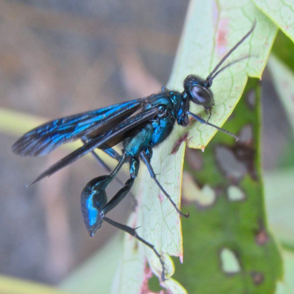 Голубая грязевая оса (Chalybion californicum) 