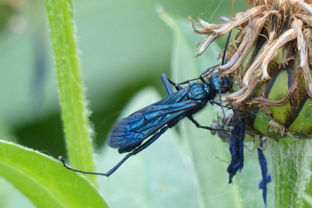 Голубая грязевая оса (Chalybion californicum) 