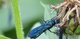 Голубая грязевая оса, подробное описание насекомого Голубая грязевая оса (Chalybion californicum)
