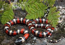 Калифорнийская королевская змея – фото пестрой рептилии Калифорнийская королевская змея - Lampropeltis zonata