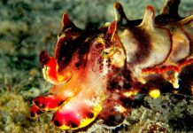 Цветистая каракатица Metasepia pfefferi – яркий моллюск Каракатица Metasepia pfefferi