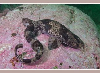 Красно–пятнистая кошачья акула Красно–пятнистая кошачья акула (Schroederichthys chilensis)