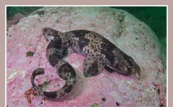 Красно–пятнистая кошачья акула Красно–пятнистая кошачья акула (Schroederichthys chilensis)