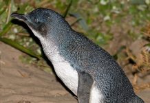 Маленький пингвин – житель южного полушария Малый пингвин (Eudyptula minor)
