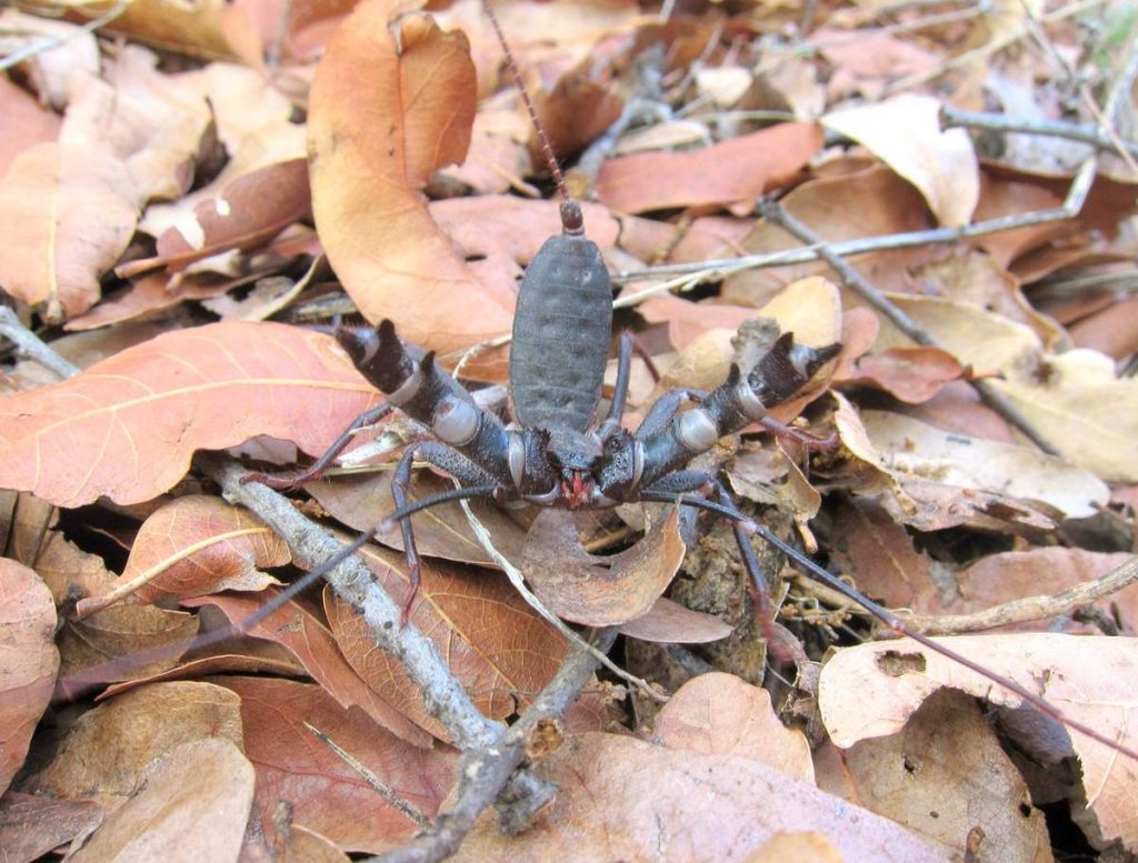 Mastigoproctus giganteus