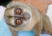 Трехполосная обезьяна: фото примата Мирикина (лат. Aotus trivirgatus)