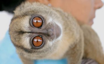 Трехполосная обезьяна: фото примата Мирикина (лат. Aotus trivirgatus)