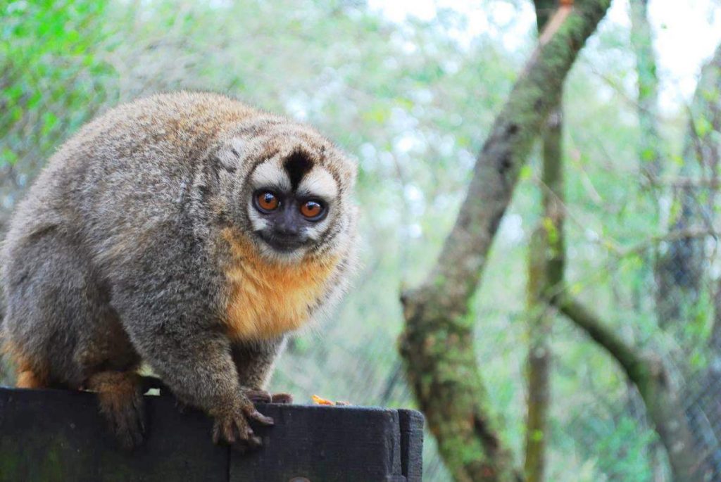 Мирикина (лат. Aotus trivirgatus)