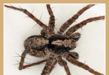 Тонконогий паук–волк: полное описание животного Pardosa mackenziana