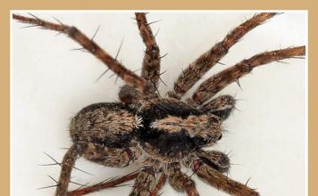 Тонконогий паук–волк: полное описание животного Pardosa mackenziana